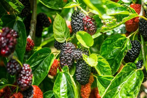 Ejemplo de hojas de moras.